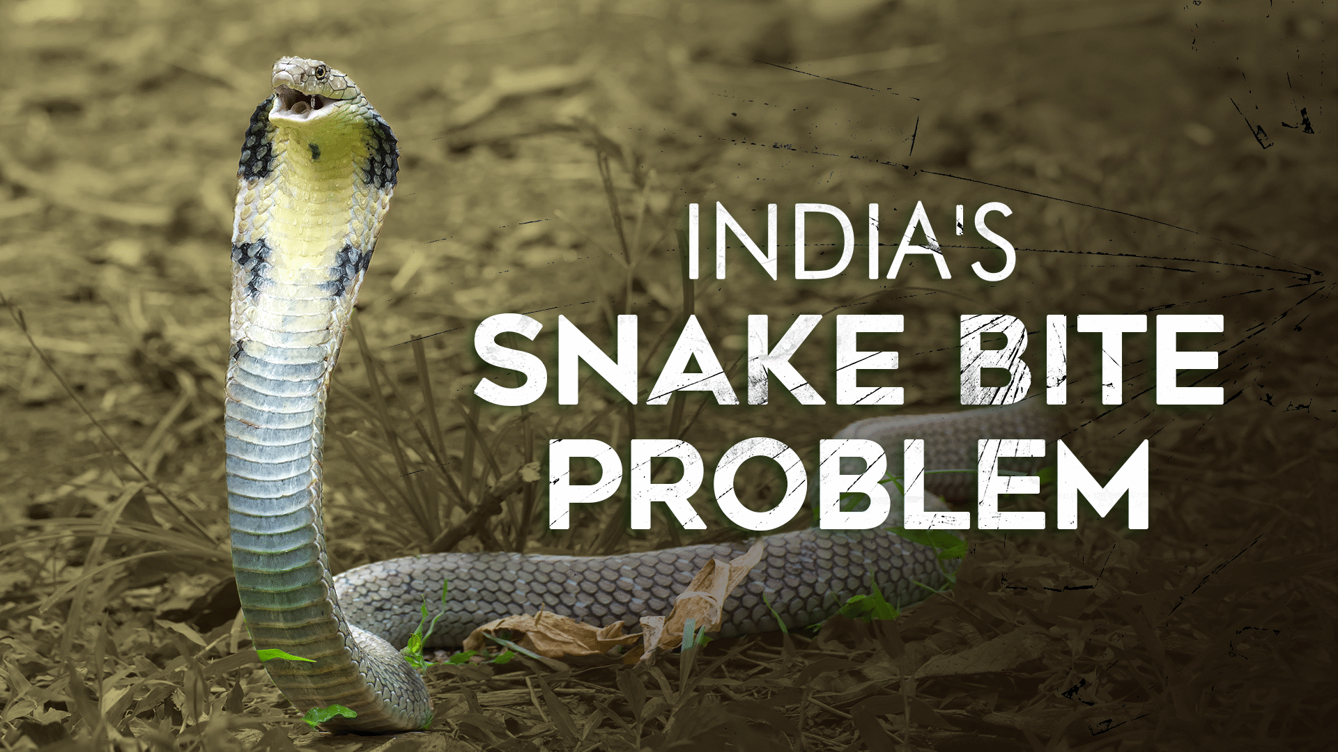 Natural World: India's Deadliest Snakes (Clips) | ClickView