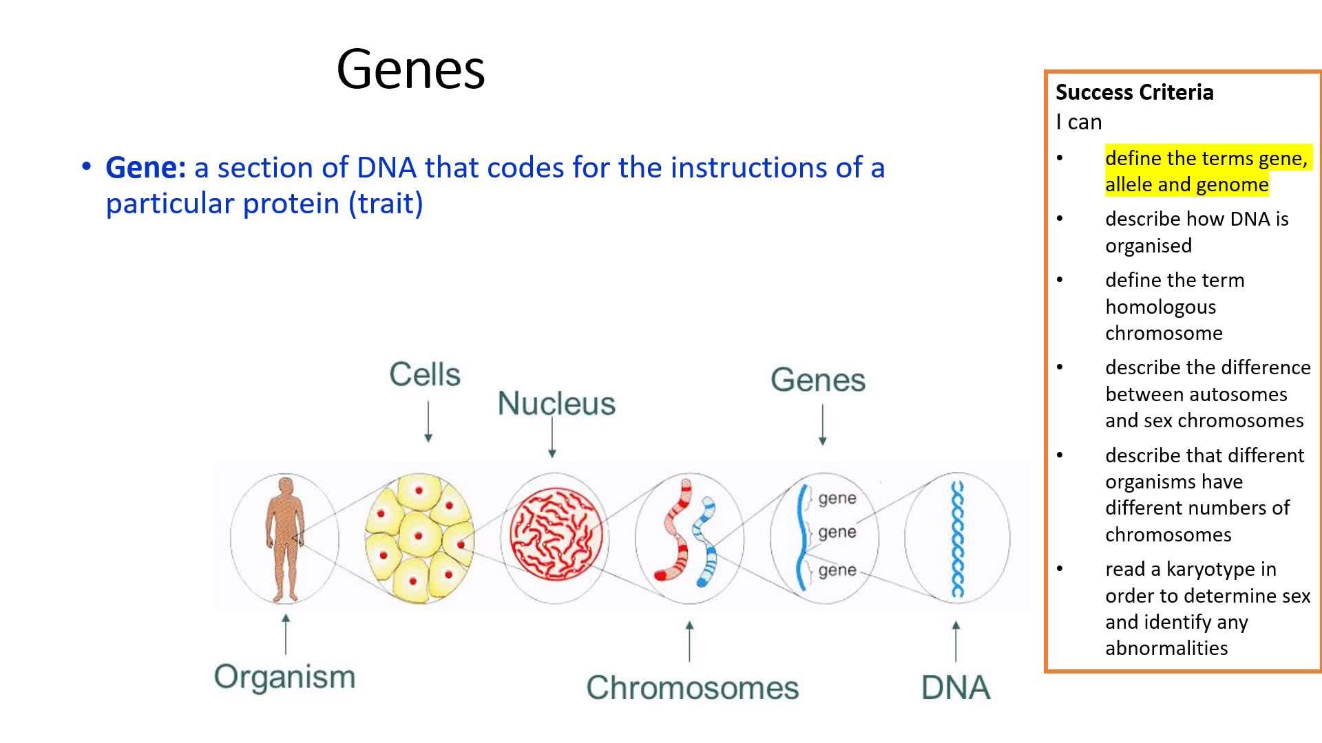 Genes, Alleles and Karyotypes - ClickView