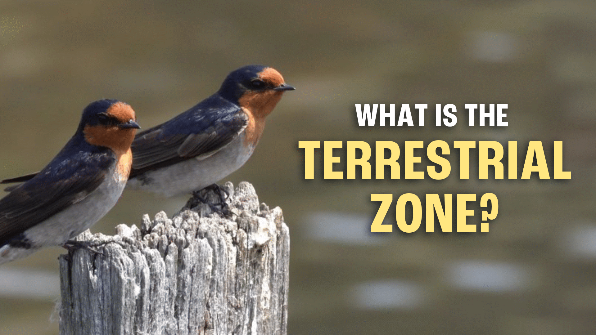 The Terrestrial Zone Video & Resources | ClickView