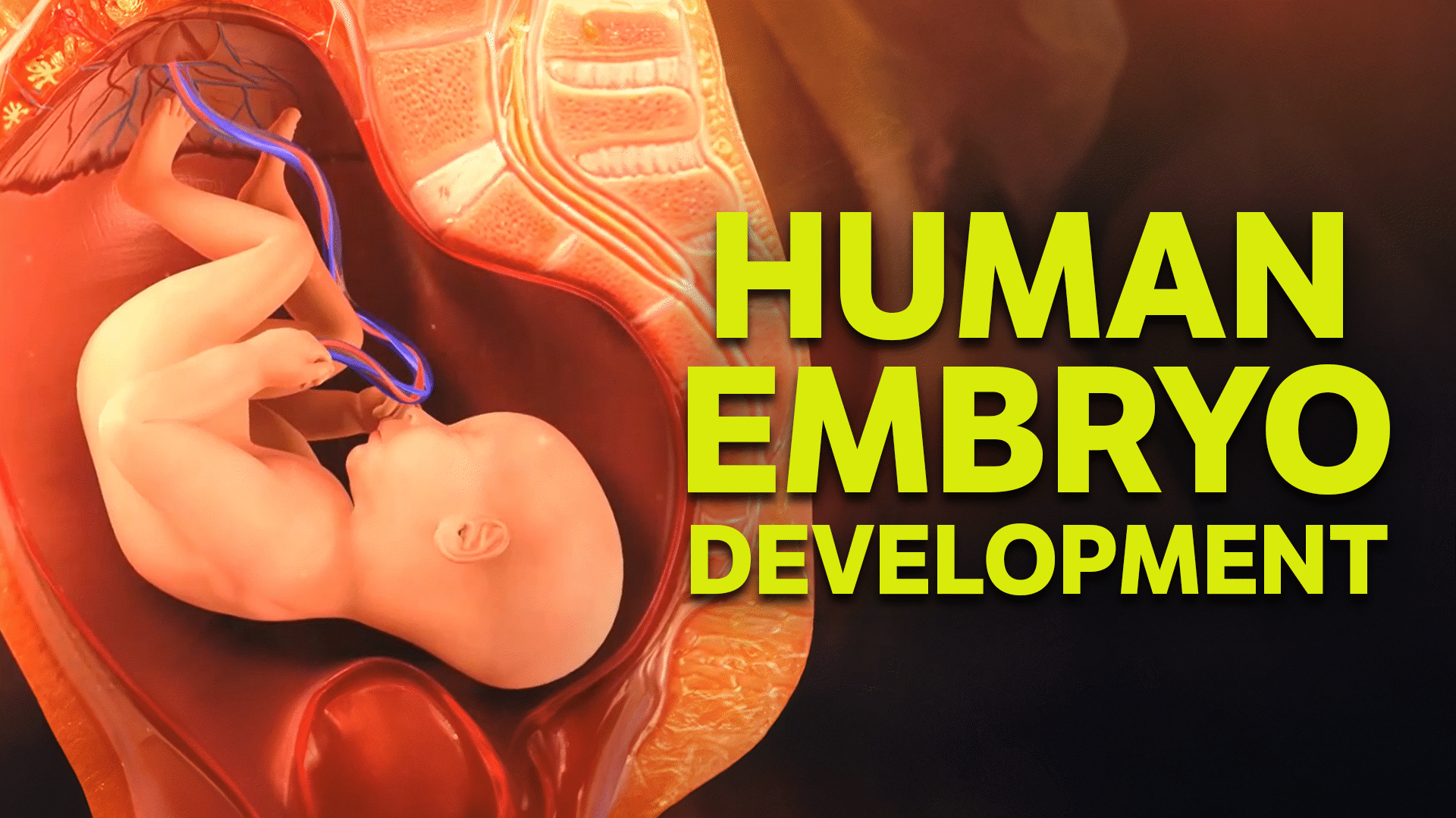 Human Reproduction Videos & Resources | ClickView