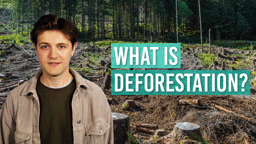 What Is Deforestation?