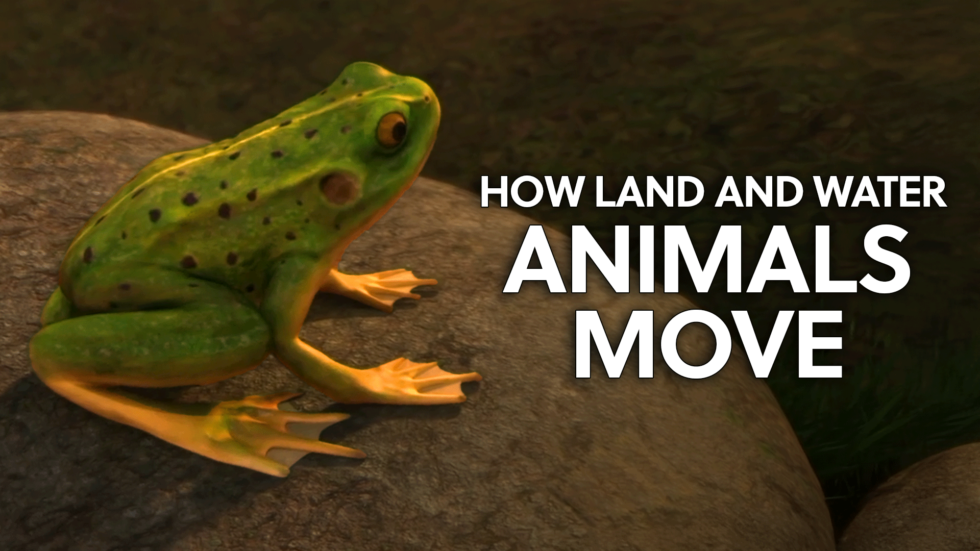 Animals Everywhere Videos & Resources | ClickView