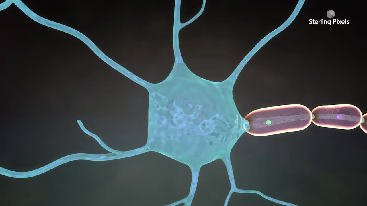 Neuron: The Structural and Functional Unit of the Nervous System ...