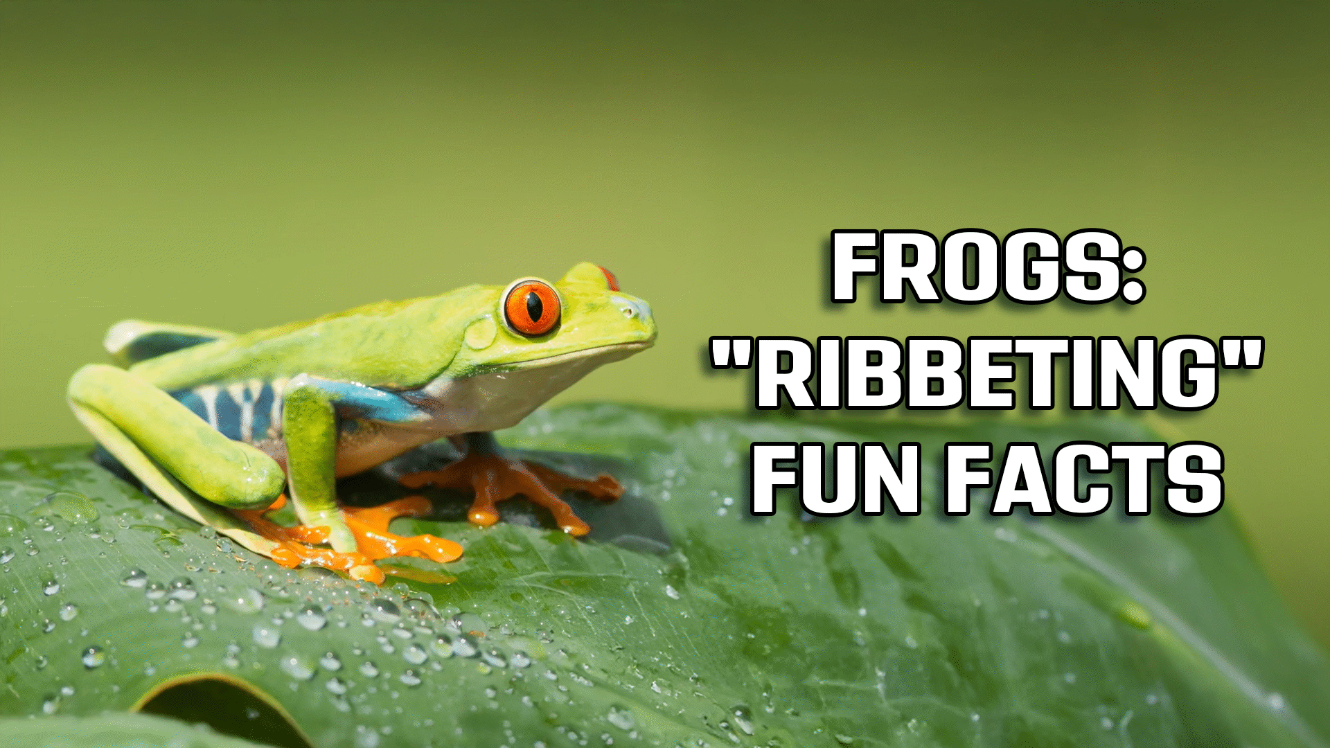 Frogs: Species, Life Cycle, and 