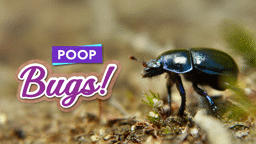 Dung Beetles and their Big Balls of Poop!