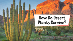 Amazing Desert Plants