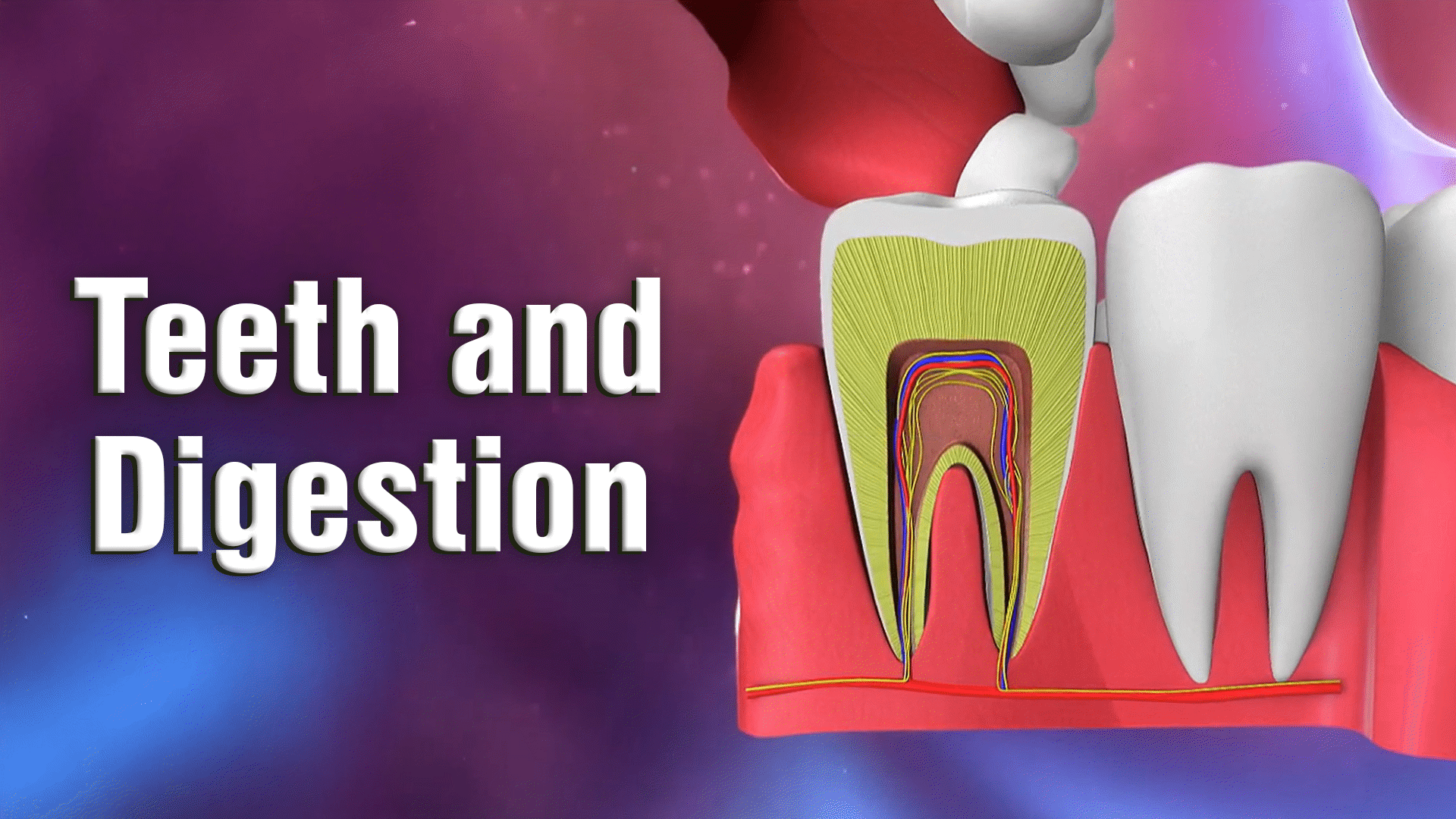 Parts of Tooth and Oral Care Video & Resources | ClickView