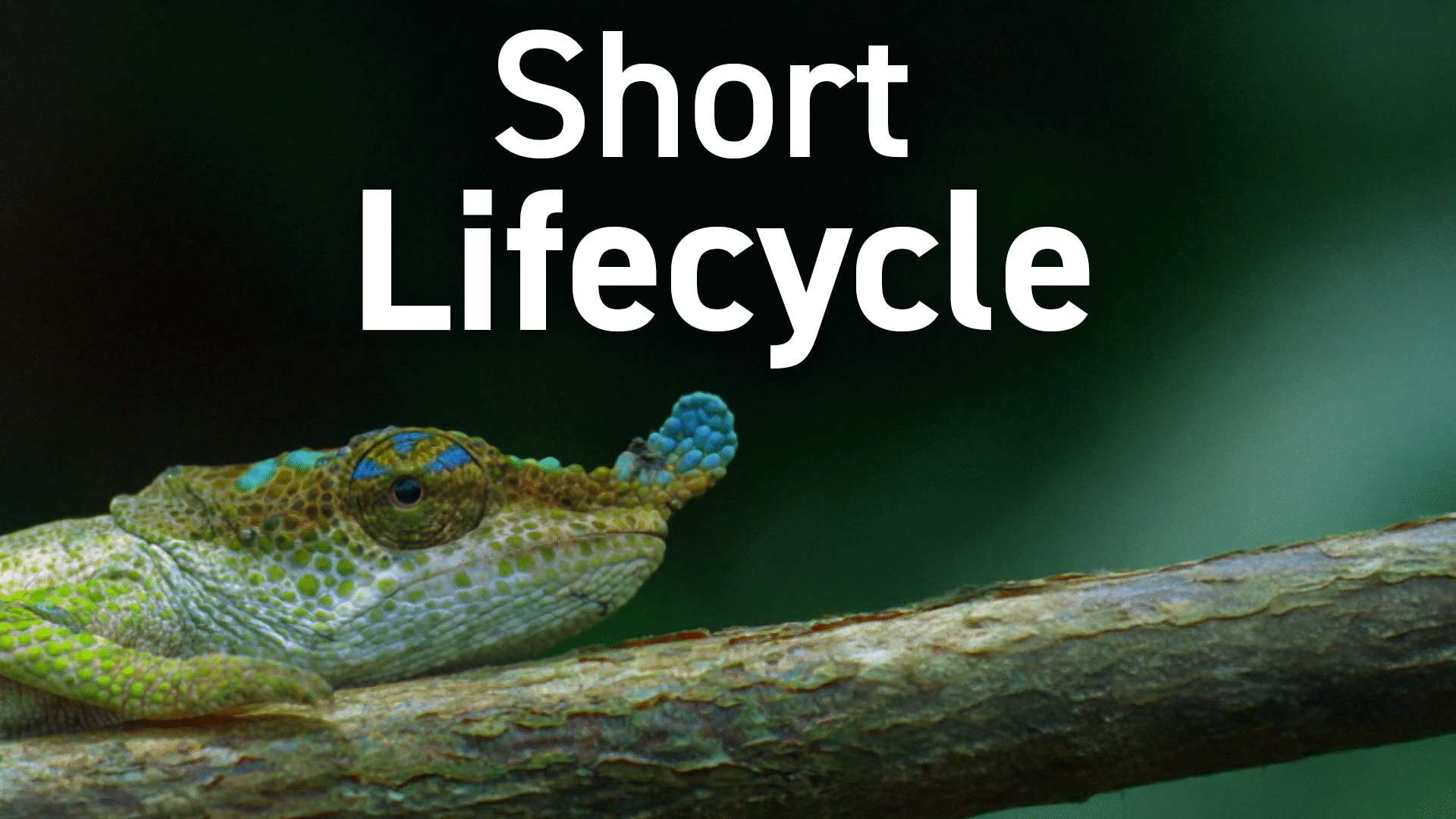 Animal Kingdom: Reptiles Videos & Resources | ClickView