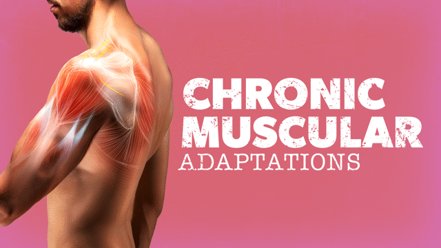 Chronic Cardiovascular Adaptations