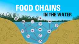 The Littoral Zone: Food Chains and Food Webs