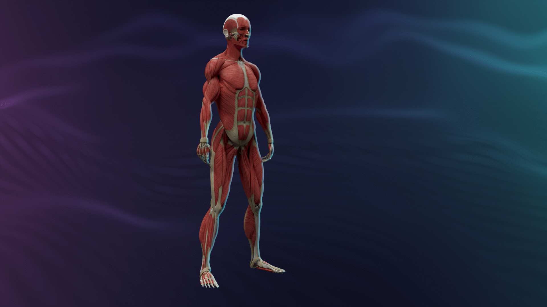 The Major Muscles of the Human Body | ClickView