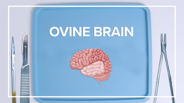 Ovine Brain