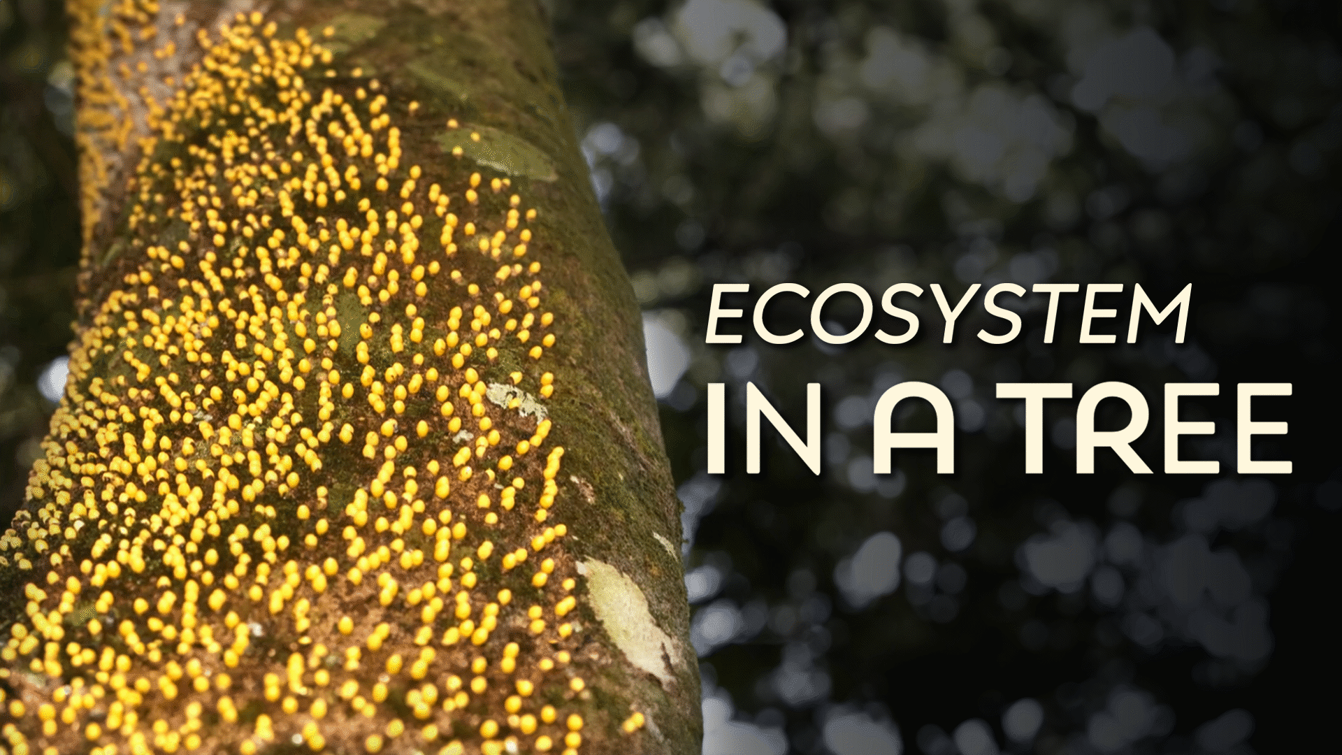 Ecosystem in a Tree Video & Resources | ClickView