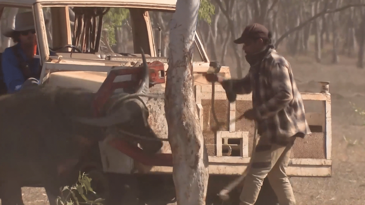Space Cows - Indigenous rangers in a remote p... - ClickView
