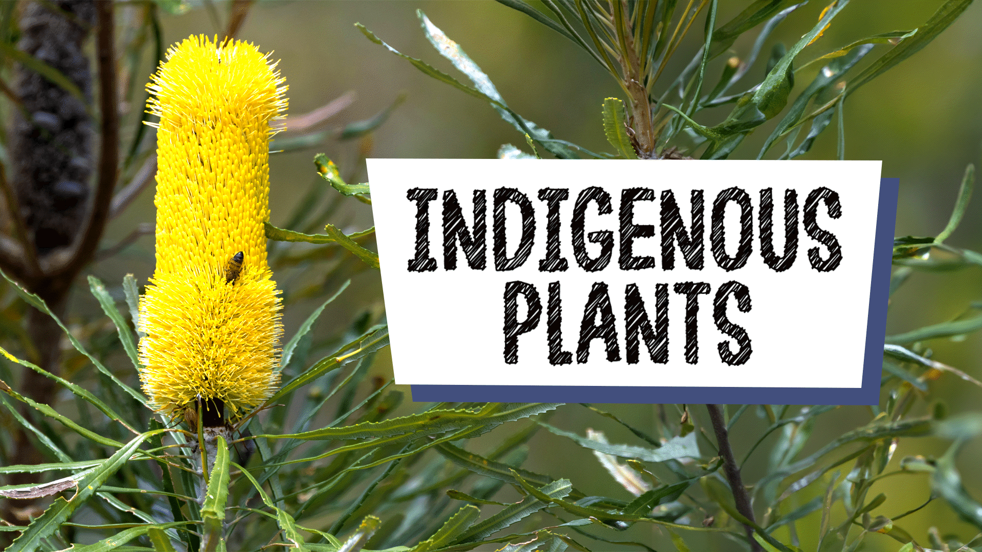 Culture and Country: Indigenous Plants | ClickView