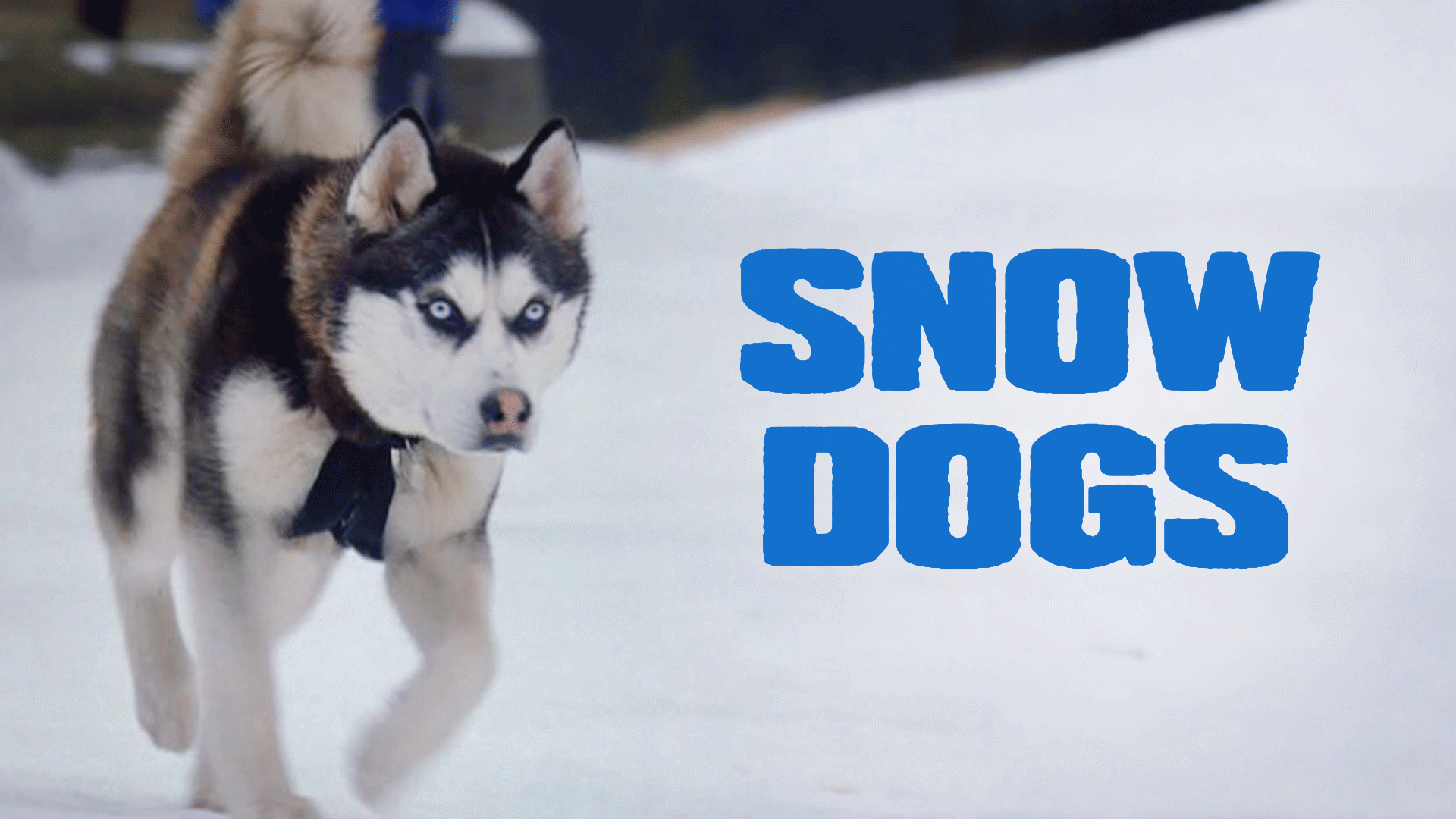 Snow Dogs Video & Resources | ClickView
