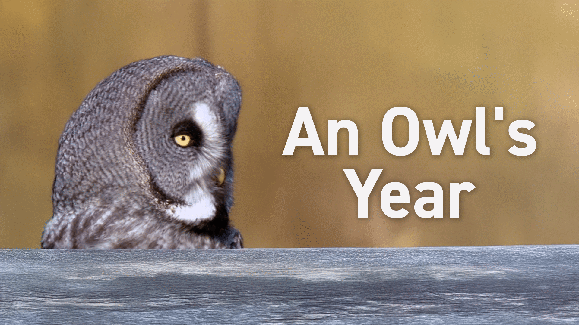 Animal Kingdom: Birds Videos & Resources | ClickView