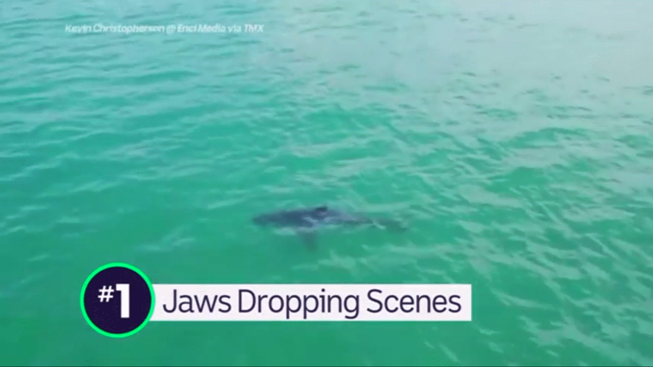 Shark Swimming near Surfers - First up to Cal... - ClickView