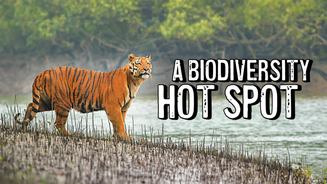 Biodiversity Under Threat: The Sundarbans