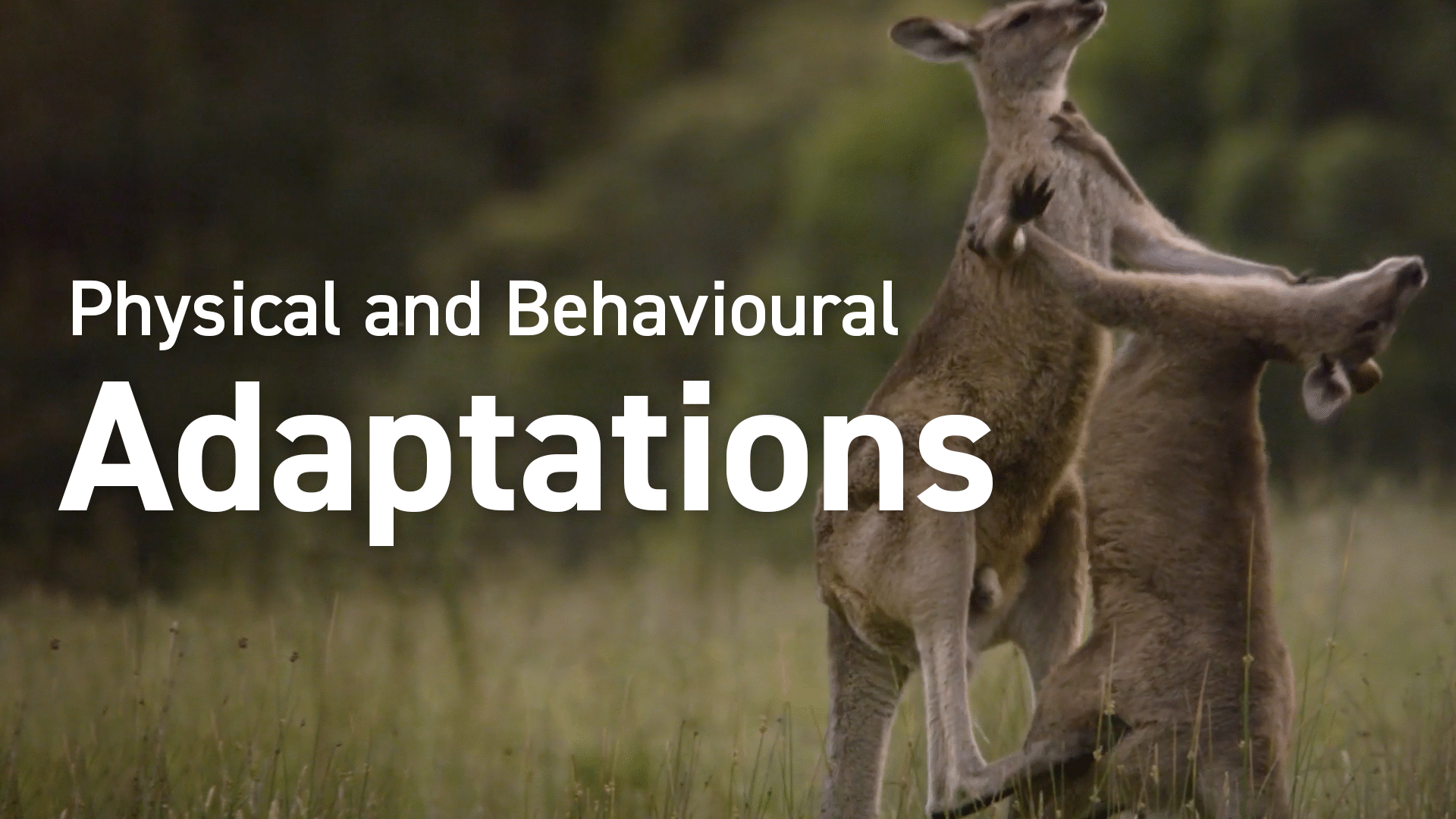 Adaptation and Evolution: Adaptation | ClickView