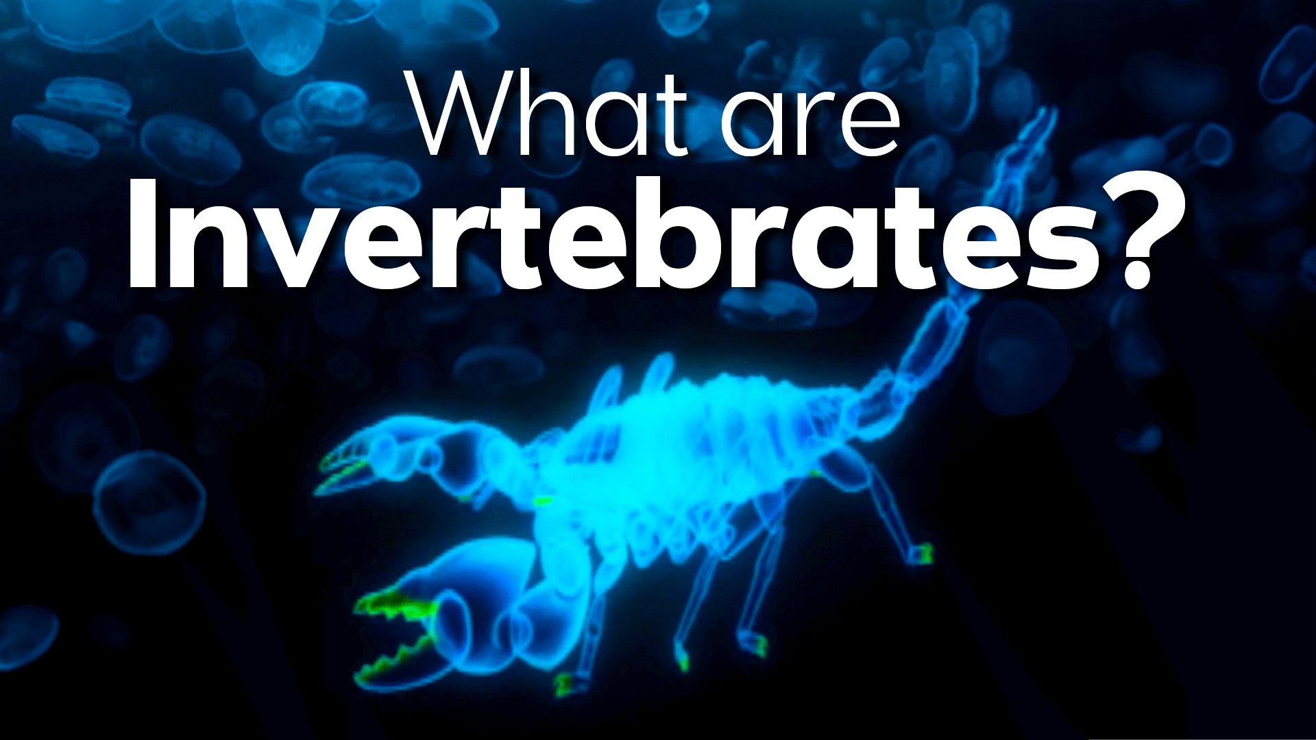 Variation and Classification: Invertebrates | ClickView