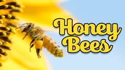 Honey Bees: What All the Buzz is About!