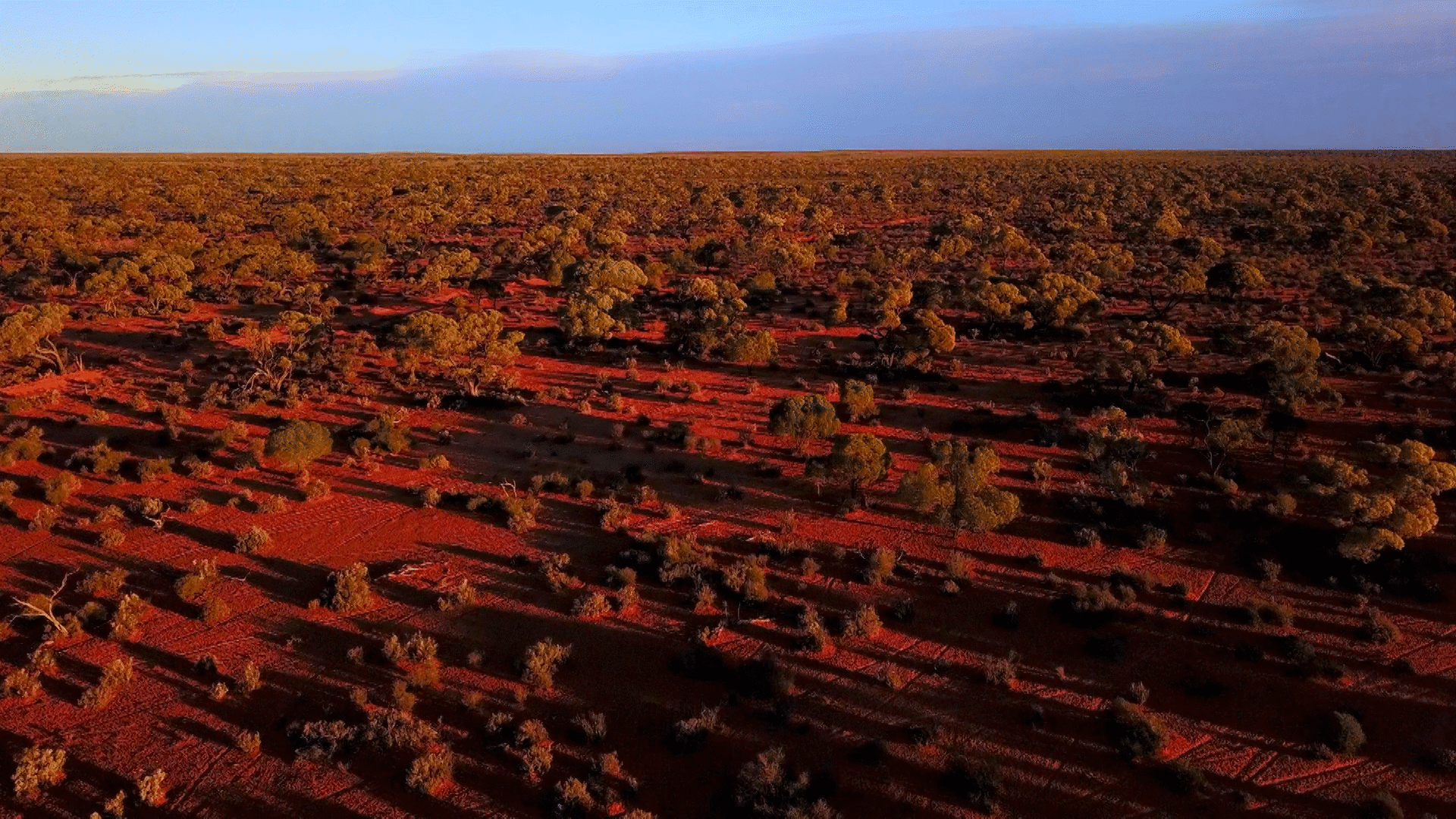 Amazing Desert Plants