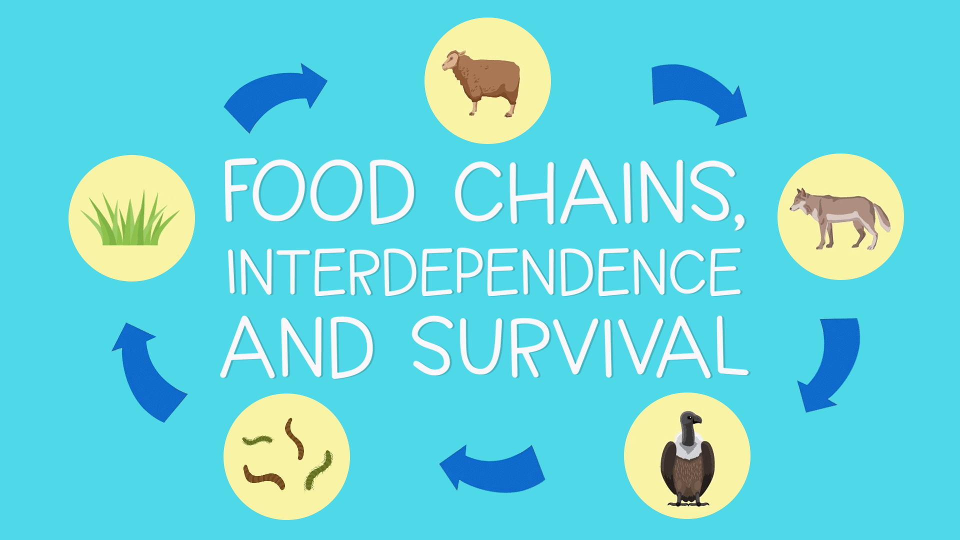 Food Chains Videos, Resources & Worksheets Biology Diagrams