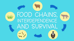 Animal Diets and Food Chains