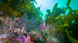 Gardening Marine Forests: A Hands-on Approach to Restoration