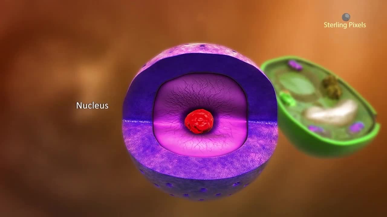 Cell: The Structural and Functional Unit of Life | ClickView