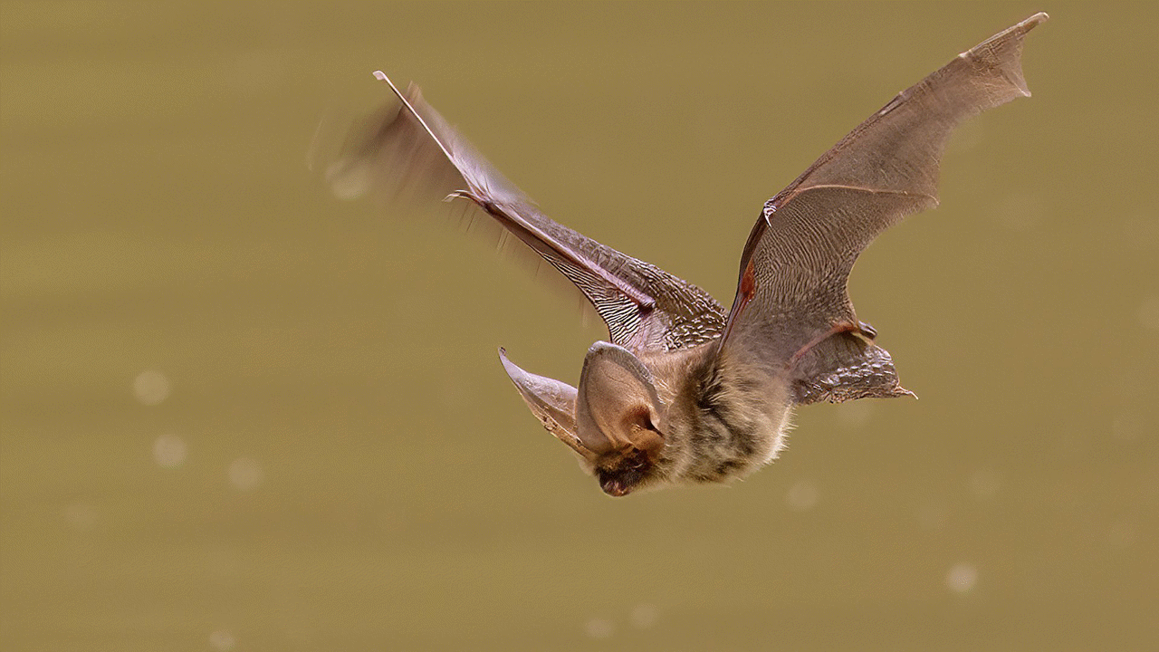 Springwatch Videos & Resources | ClickView