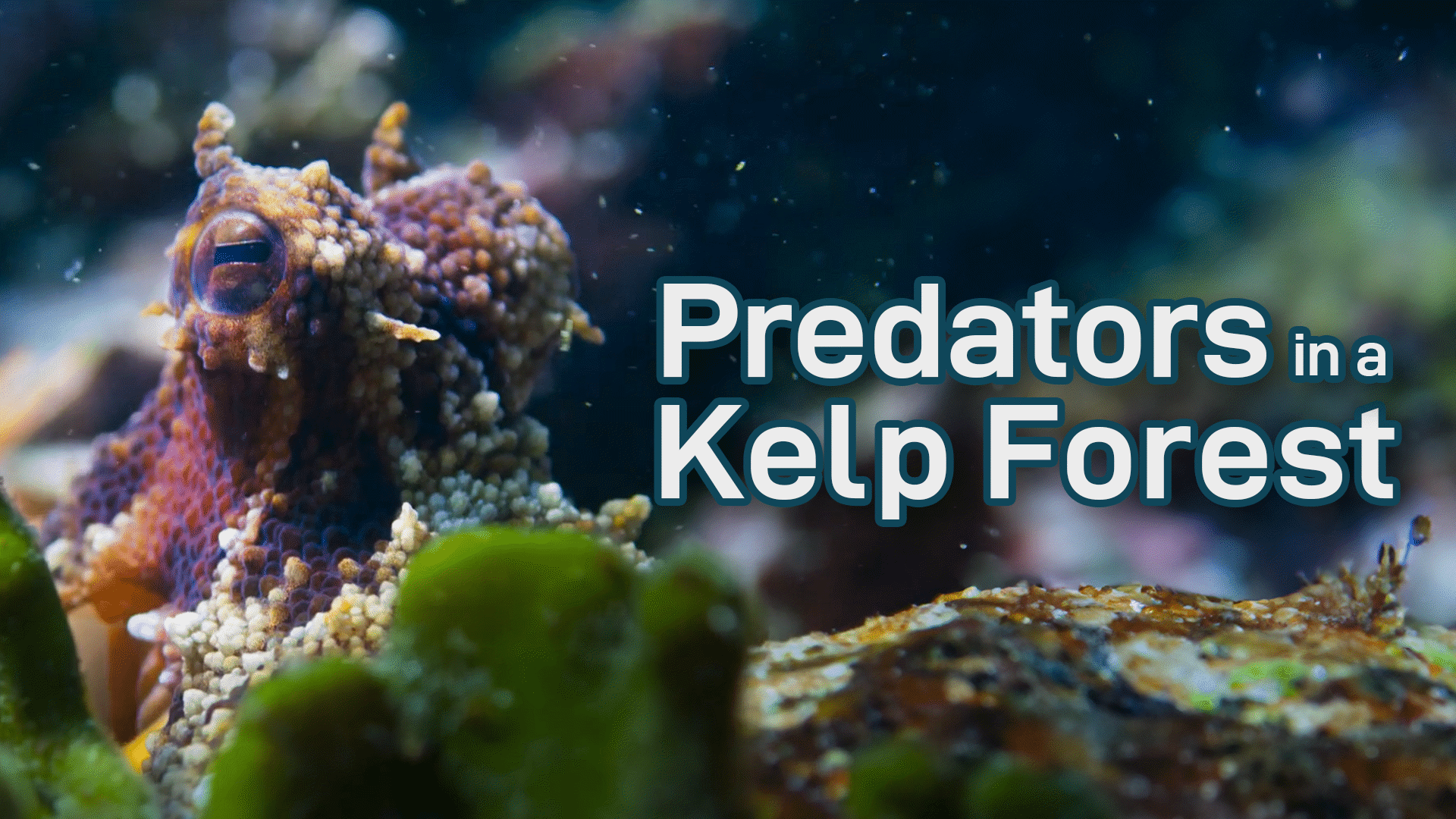 Predators in a Kelp Forest Video & Resources | ClickView