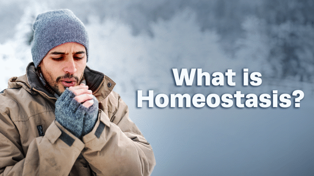 What Is Homeostasis?