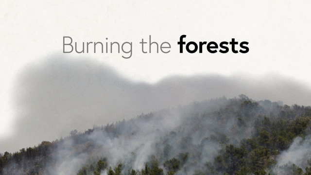 Burning the Forests
