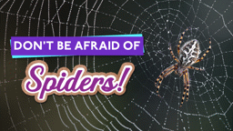Don’t Be Afraid of Spiders!