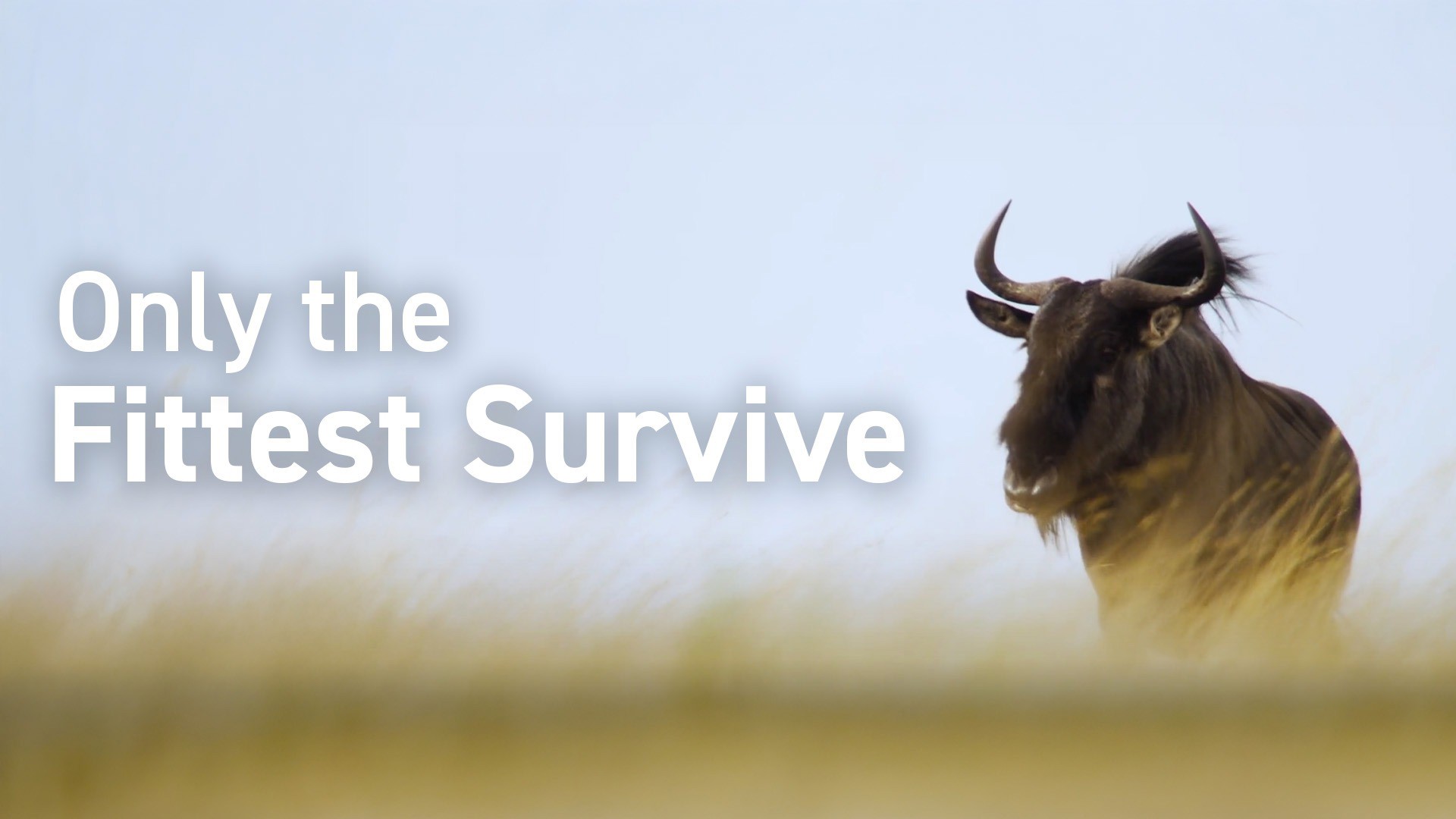 Natural Selection Video & Resources | ClickView