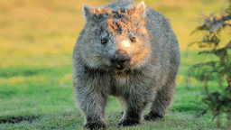 Wombat Kingdom