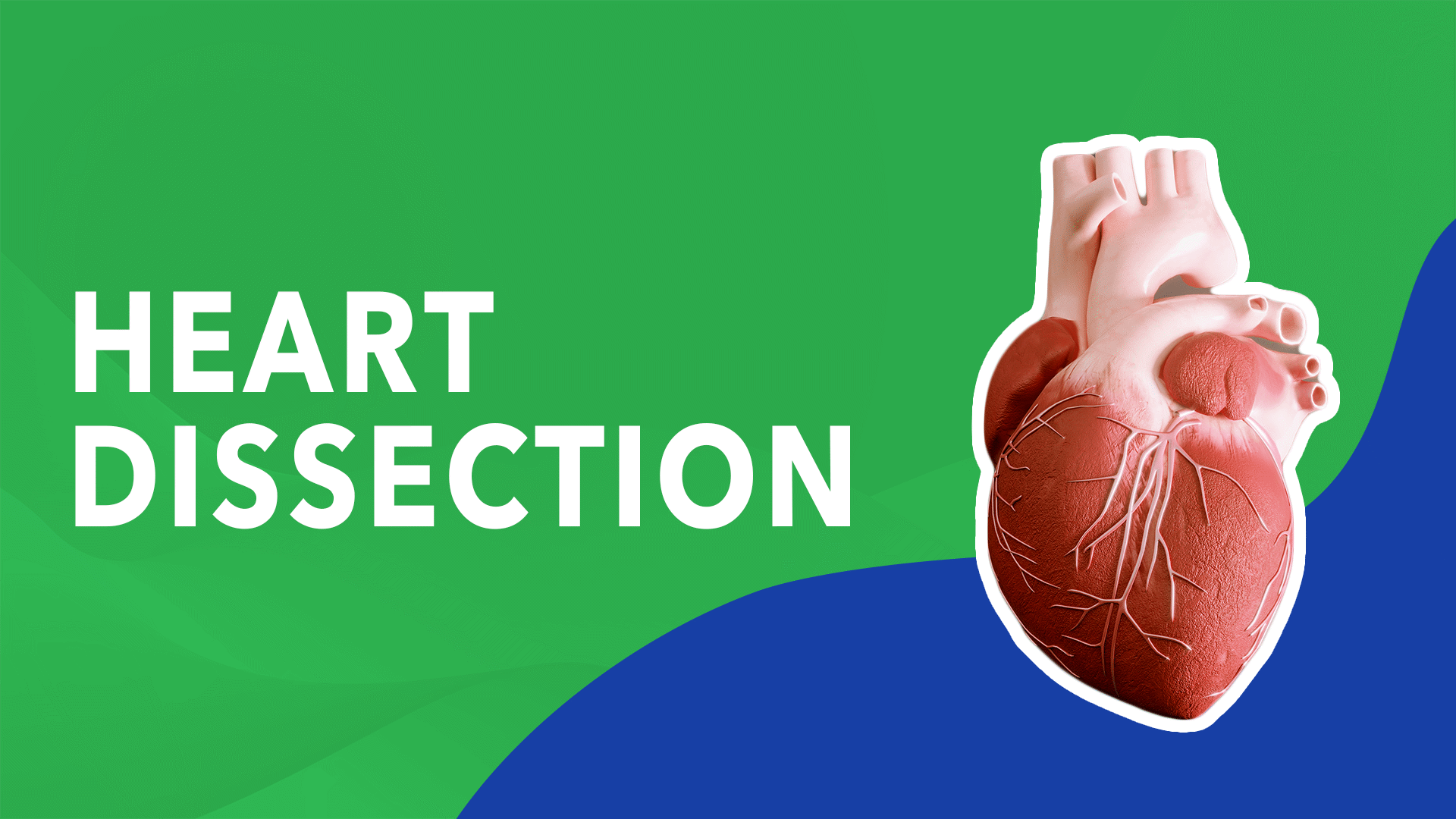 Science Museum of Virginia presents Heart Dissection | Streamable Learning