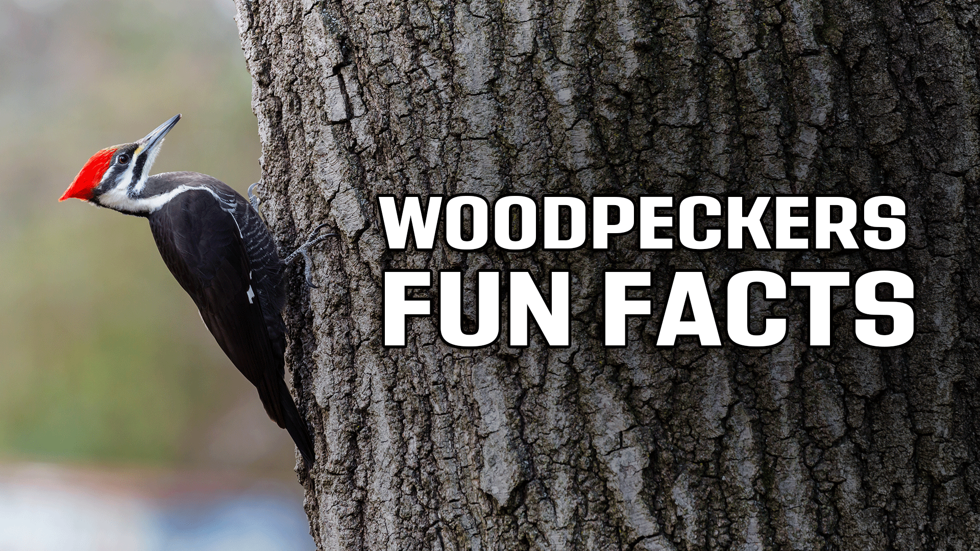 Woodpeckers: Varieties, Life Cycle and 