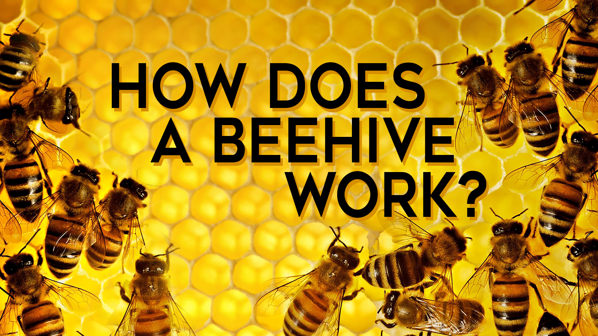 How Does It Work?: Beehive - In today's episo... - ClickView