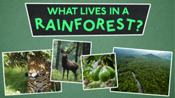 Explore the Rainforest!